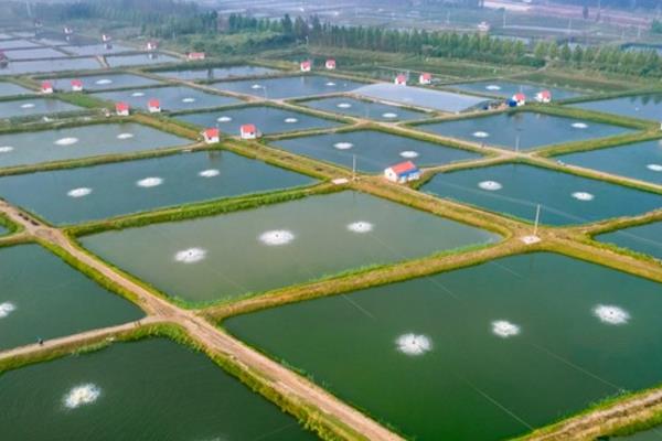 硝磺草酮可以打什么草，可有效防治阔叶草和一些禾本科杂草