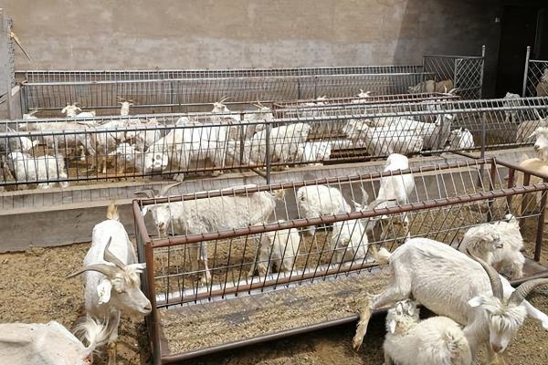 羊怕不怕冷，将温度控制在5℃以上为宜
