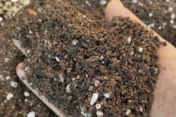 让牡丹吊兰爆盆的方法，平时要提供充足的散射光