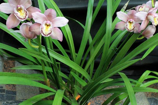 松针土适合种哪些花，可以种植兰花、杜鹃、百合等