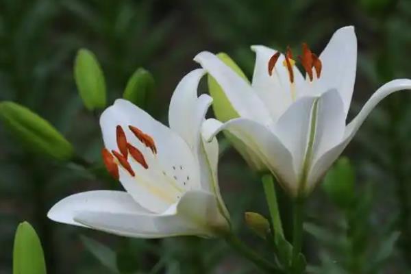 松针土适合种哪些花，可以种植兰花、杜鹃、百合等