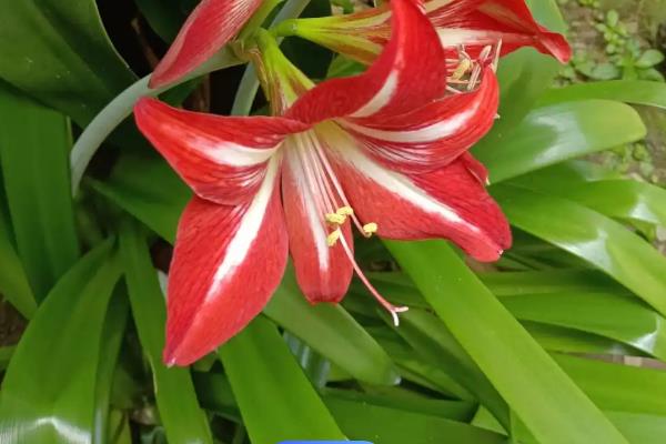 松针土适合种哪些花，可以种植兰花、杜鹃、百合等