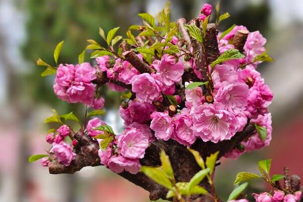 松针土适合种哪些花，可以种植兰花、杜鹃、百合等