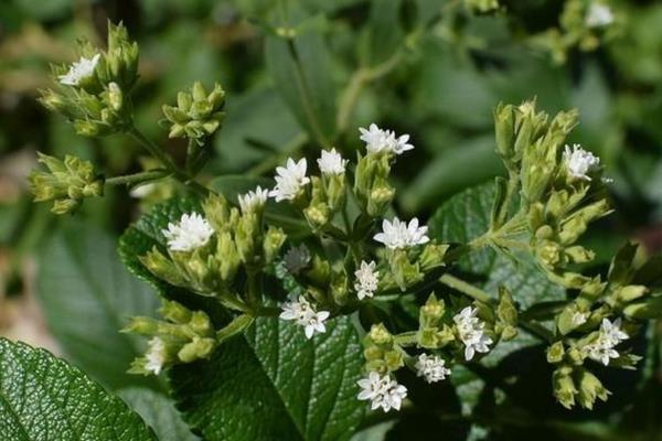 松针土适合种哪些花，可以种植兰花、杜鹃、百合等