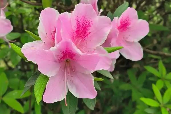 杜鹃花是不是宿根花卉，属于杜鹃科属里面的宿根植物