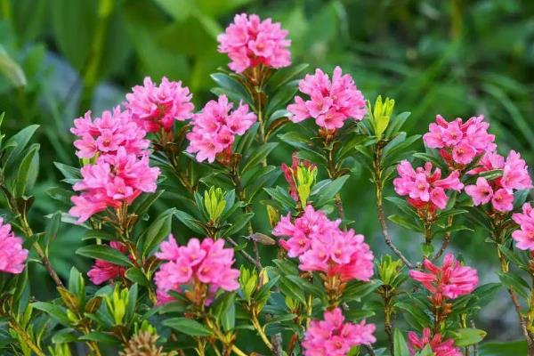 杜鹃花是不是宿根花卉，属于杜鹃科属里面的宿根植物