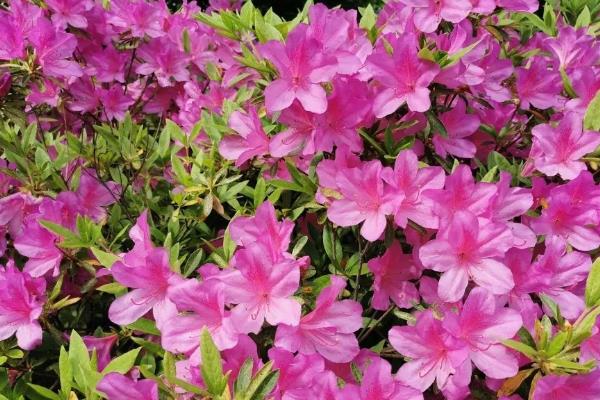 杜鹃花是不是宿根花卉，属于杜鹃科属里面的宿根植物