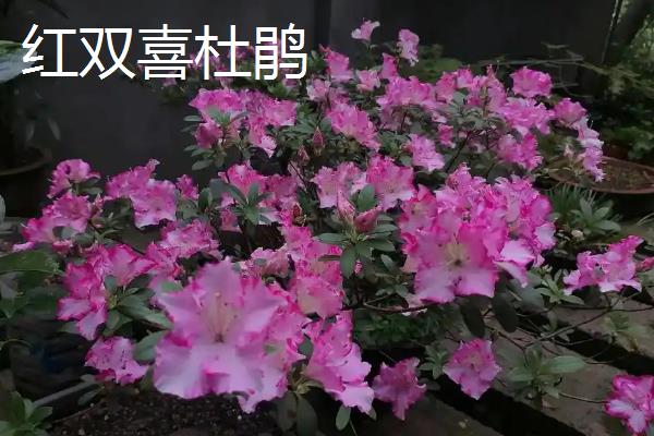 杜鹃花是不是宿根花卉，属于杜鹃科属里面的宿根植物
