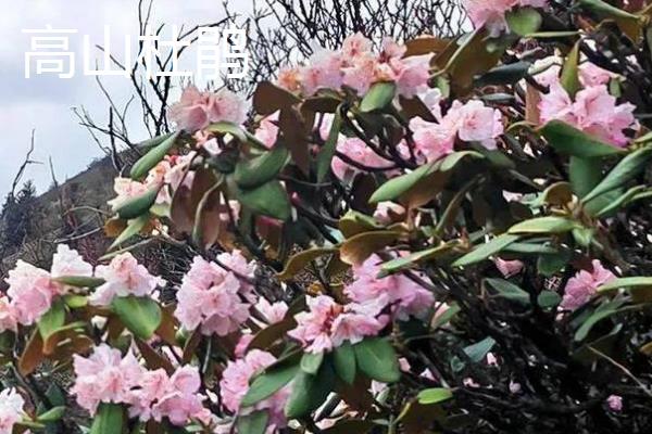 杜鹃花是不是宿根花卉，属于杜鹃科属里面的宿根植物