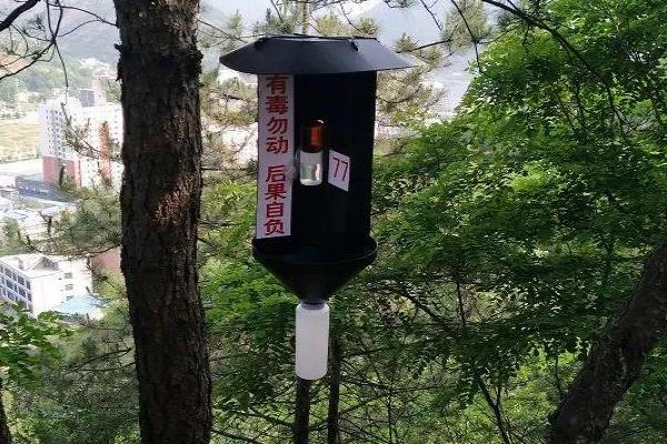 怎么防治茶天牛，成虫发生期可以用灯火诱杀成虫