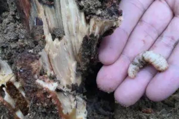 怎么防治茶天牛，成虫发生期可以用灯火诱杀成虫