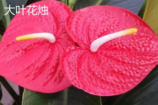 红掌有什么寓意，代表大展宏图、热情关怀、爱慕之情