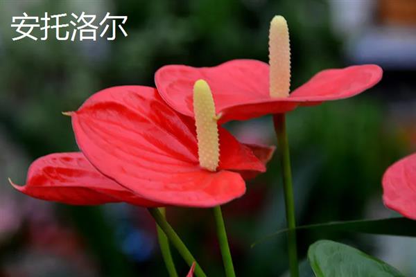 红掌有什么寓意，代表大展宏图、热情关怀、爱慕之情
