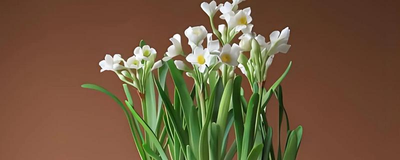 水仙花的花语，寓意纯洁善良、甜蜜爱情等