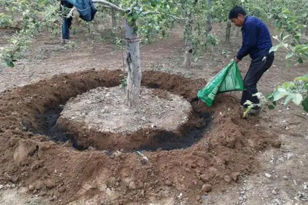 避免果树移植后假死的方法，起苗时不能伤根
