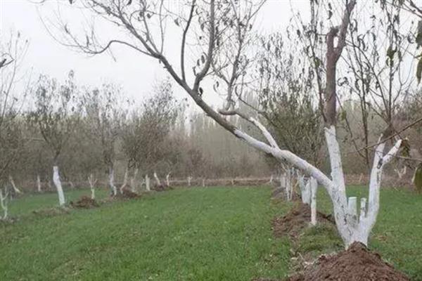 避免果树移植后假死的方法，起苗时不能伤根