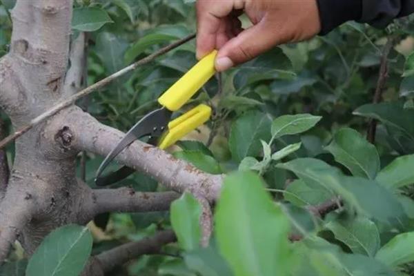 避免果树移植后假死的方法，起苗时不能伤根