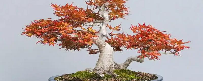 怎么养红枫小盆景，每3-5天给一次水