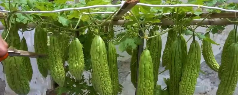 什么时候才能在阳台上种苦瓜，在1-3月份种植可加快发芽速度