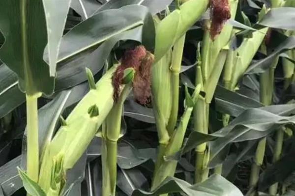 先锋38P05玉米的特征特性，高抗粗缩病、抗丝黑穗病