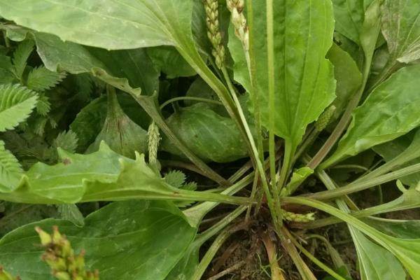 常见的野菜，有堇菜、荠菜、山莴苣等