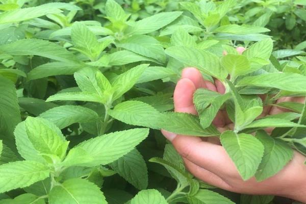 常见的野菜，有堇菜、荠菜、山莴苣等