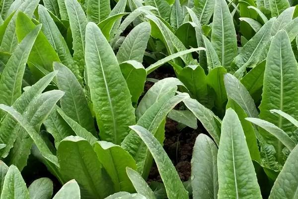 蔬菜的种类，分为叶菜类、根菜类、豆荚类等