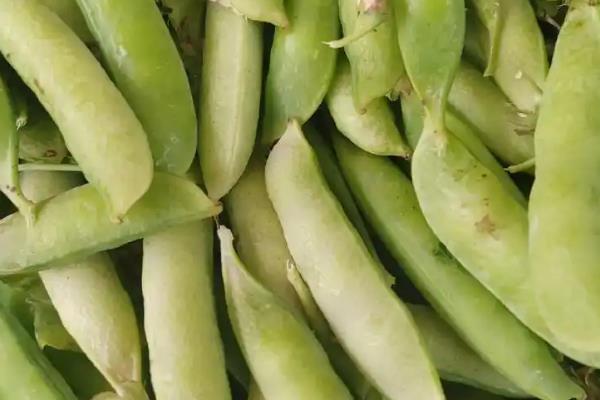 蔬菜的种类，分为叶菜类、根菜类、豆荚类等