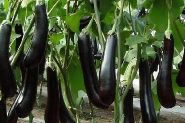 蔬菜的种类，分为叶菜类、根菜类、豆荚类等