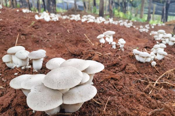 蔬菜的种类，分为叶菜类、根菜类、豆荚类等