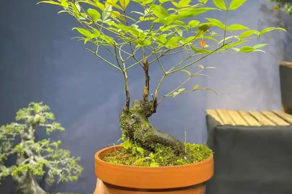 南天竹可以长到什么程度，最高能达到1-3米左右