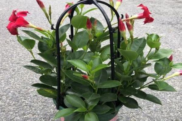 双喜藤的养殖方法，适合生长在较为肥沃的环境中