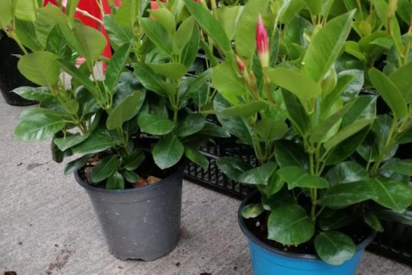 双喜藤的养殖方法，适合生长在较为肥沃的环境中