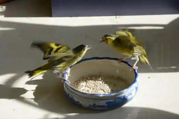 黄雀吃什么饲料，开食时可以喂苏子、谷子、草籽等