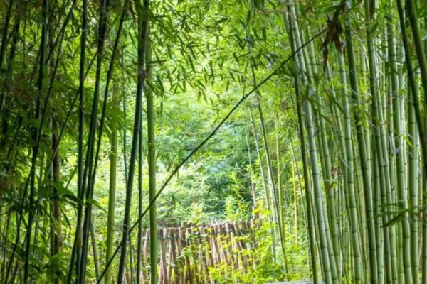 农村常见的树木，常见的有松树、杉树、樟树等
