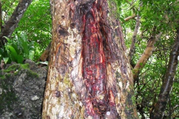 农村常见的树木，常见的有松树、杉树、樟树等