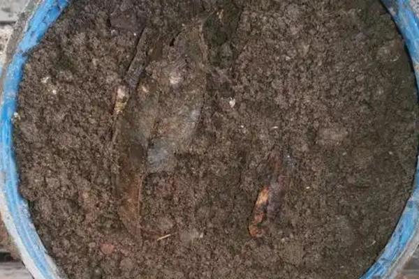 什么时候才能在阳台上种苦瓜，在1-3月份种植可加快发芽速度