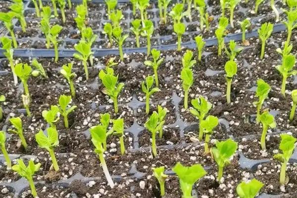 什么时候才能在阳台上种苦瓜，在1-3月份种植可加快发芽速度