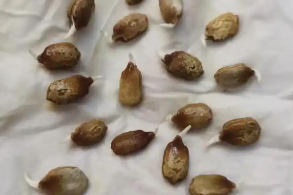 什么时候才能在阳台上种苦瓜，在1-3月份种植可加快发芽速度