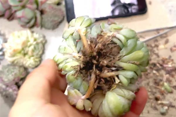 霜之朝烂根怎么处理，需及时切除烂根
