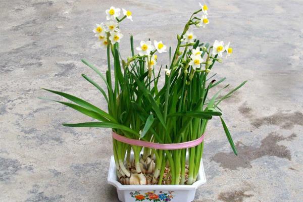 水仙花的花语，寓意纯洁善良、甜蜜爱情等
