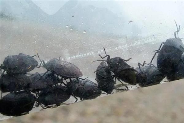 打屁虫如何养殖，直接养殖在笼中即可