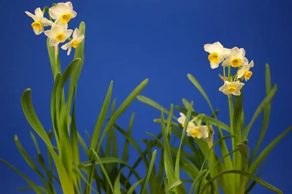 水仙花的花语，寓意纯洁善良、甜蜜爱情等