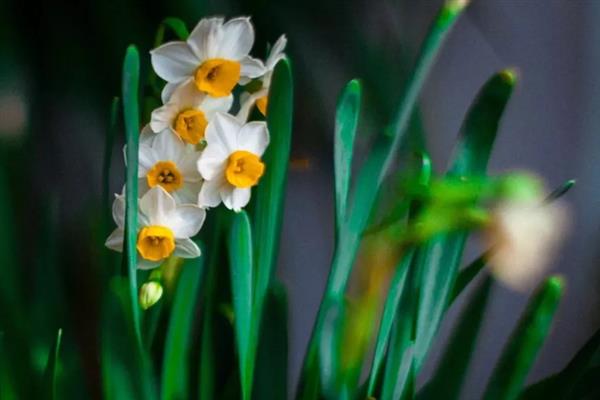 水仙花的花语，寓意纯洁善良、甜蜜爱情等