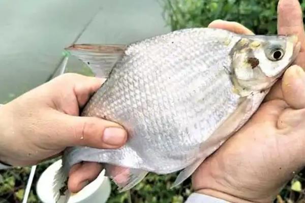 钓鳊鱼的技巧，先重铅找底
