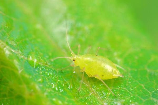 毒死蜱的主要灭杀对象，可防治治蚜虫、棉蚜、蓟马等害虫