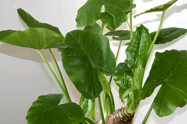 滴水观音的养护方法，平时要提供充足的散射光