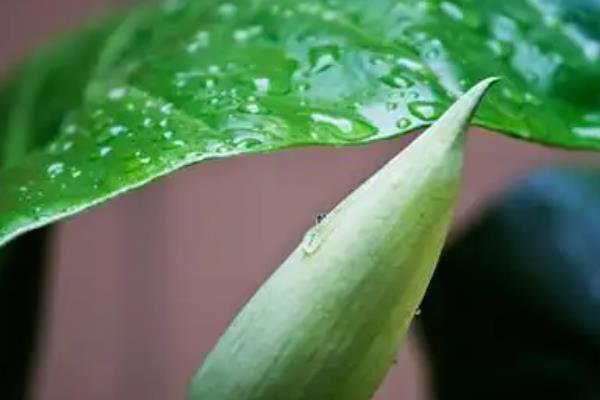 滴水观音的养护方法，平时要提供充足的散射光