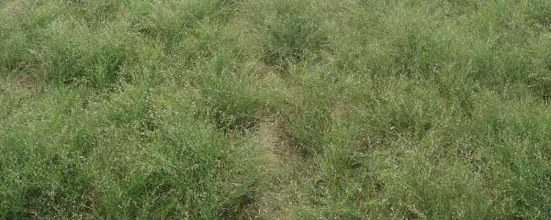 前景较好的中药材种植品种，有远志、竹节参、栀子等