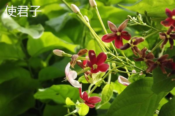 前景较好的中药材种植品种，有远志、竹节参、栀子等